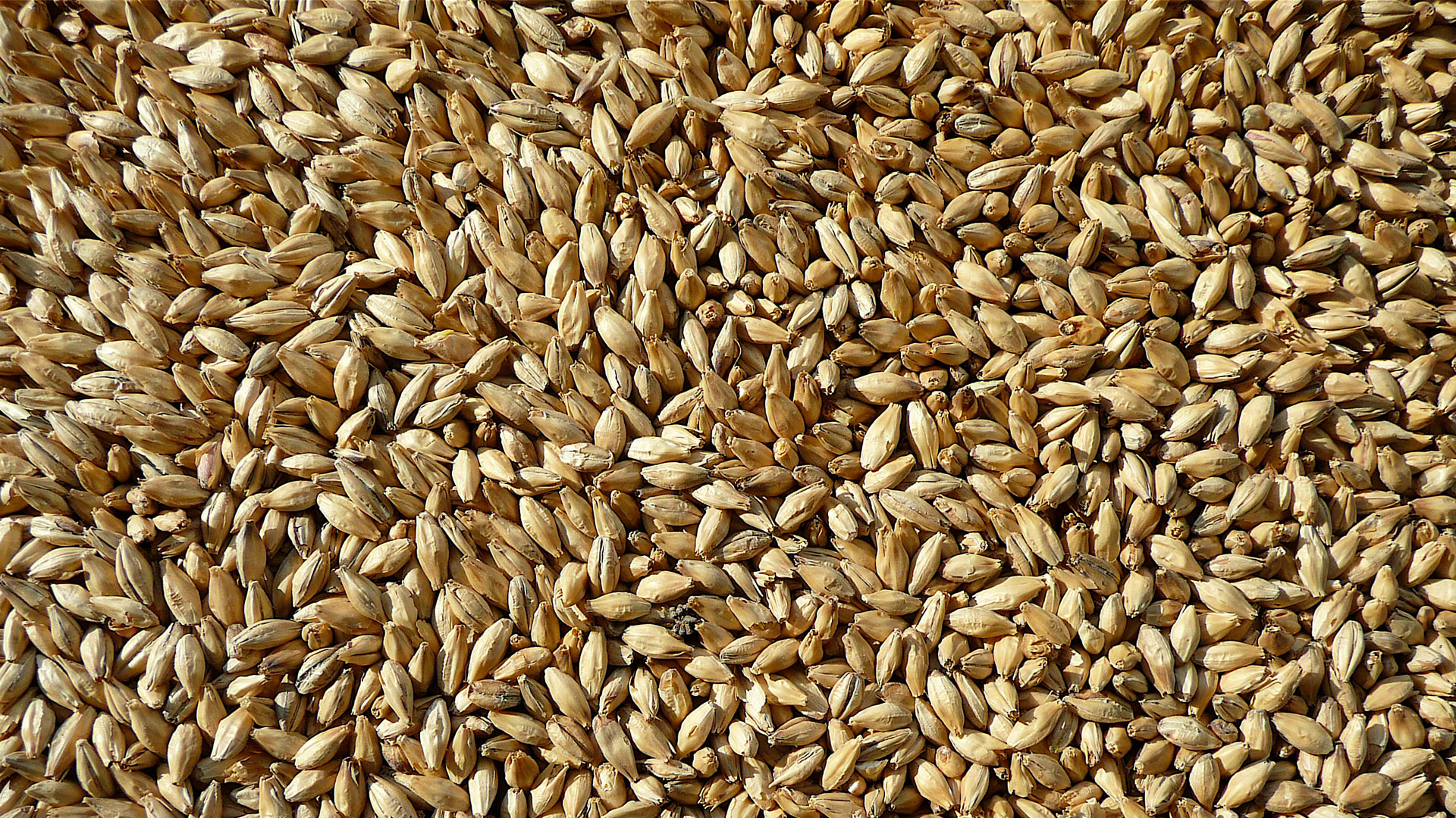 Malt – from barley and wheat